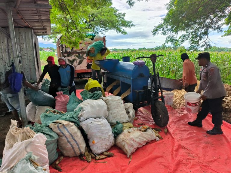 Bhabinkamtibmas Desa Bareng Monitoring Panen Jagung, Dukung Ketahanan Pangan di Kecamatan Pudak