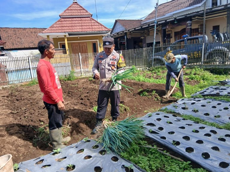 Kapolsek Pudak Polres Ponorogo Laksanakan Pendampingan Panen Sayur Mayur Bersama Petani untuk Mendukung Ketahanan Pangan