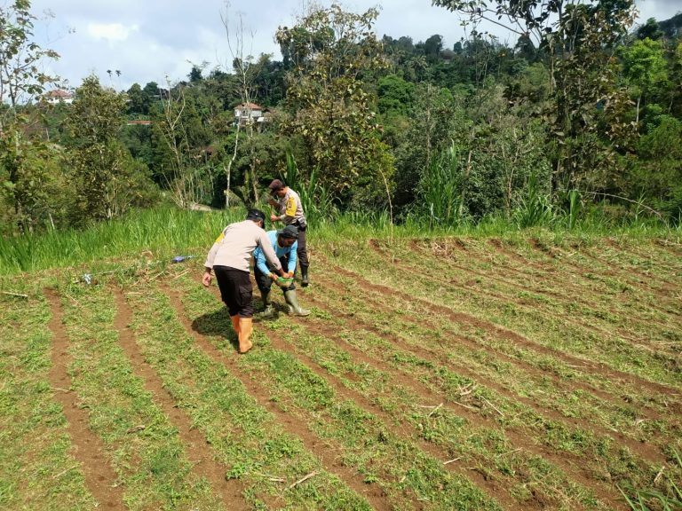 Kapolsek Pudak Laksanakan Pendampingan Panen Sayur Mayur di Desa Tambang