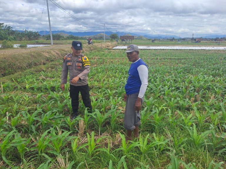 Bhabinkamtibmas Desa Grogol Monitoring Lahan Pertanian Jagung untuk Mendukung Ketahanan Pangan