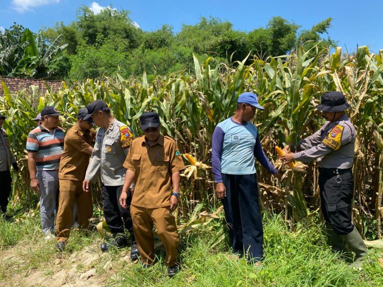 Polresta Sidoarjo Gelorakan Swasembada Pangan Dampingi Warga Tani Kelola Jagung Hibrida