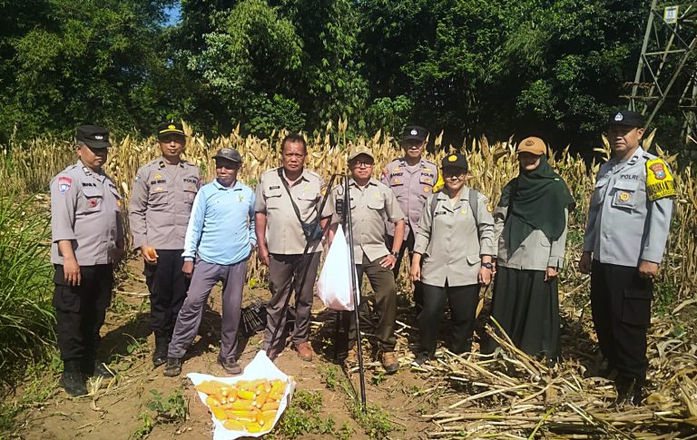 Panen Jagung, Polresta Malang Kota Perkuat Ketahanan Pangan Bersama Petani Kedungkandang
