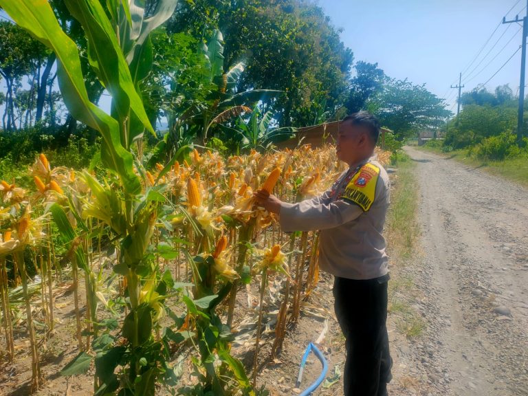 Bhabinkamtibmas Desa Bringinan Laksanakan Pengecekan Tanaman Jagung di Kecamatan Jambon