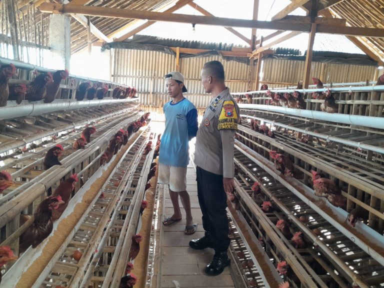 Bhabinkamtibmas Desa Jenangan Lakukan Pengecekan Peternakan Ayam Petelur