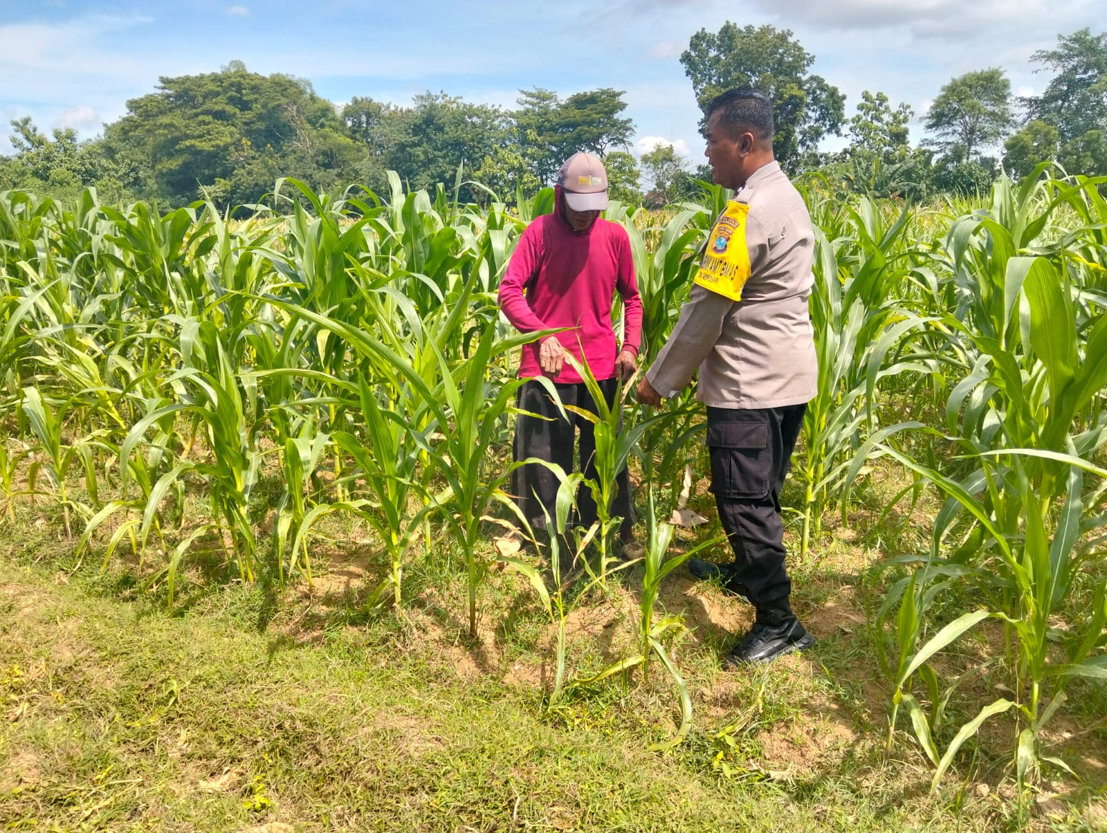 Polsek Sukorejo Kawal Ketahanan Pangan, Pendampingan Lahan Jagung Terus Dilakukan