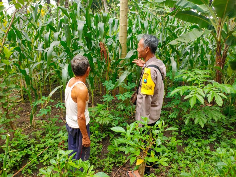 Bhabinkamtibmas Desa Morosari Monitoring Ketahanan Pangan dan Sambangi Petani