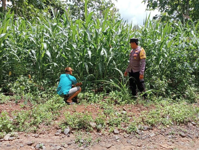 Bhabinkamtibmas Desa Jurug Monitoring Ketahanan Pangan Bersama Petani di Kecamatan Sooko