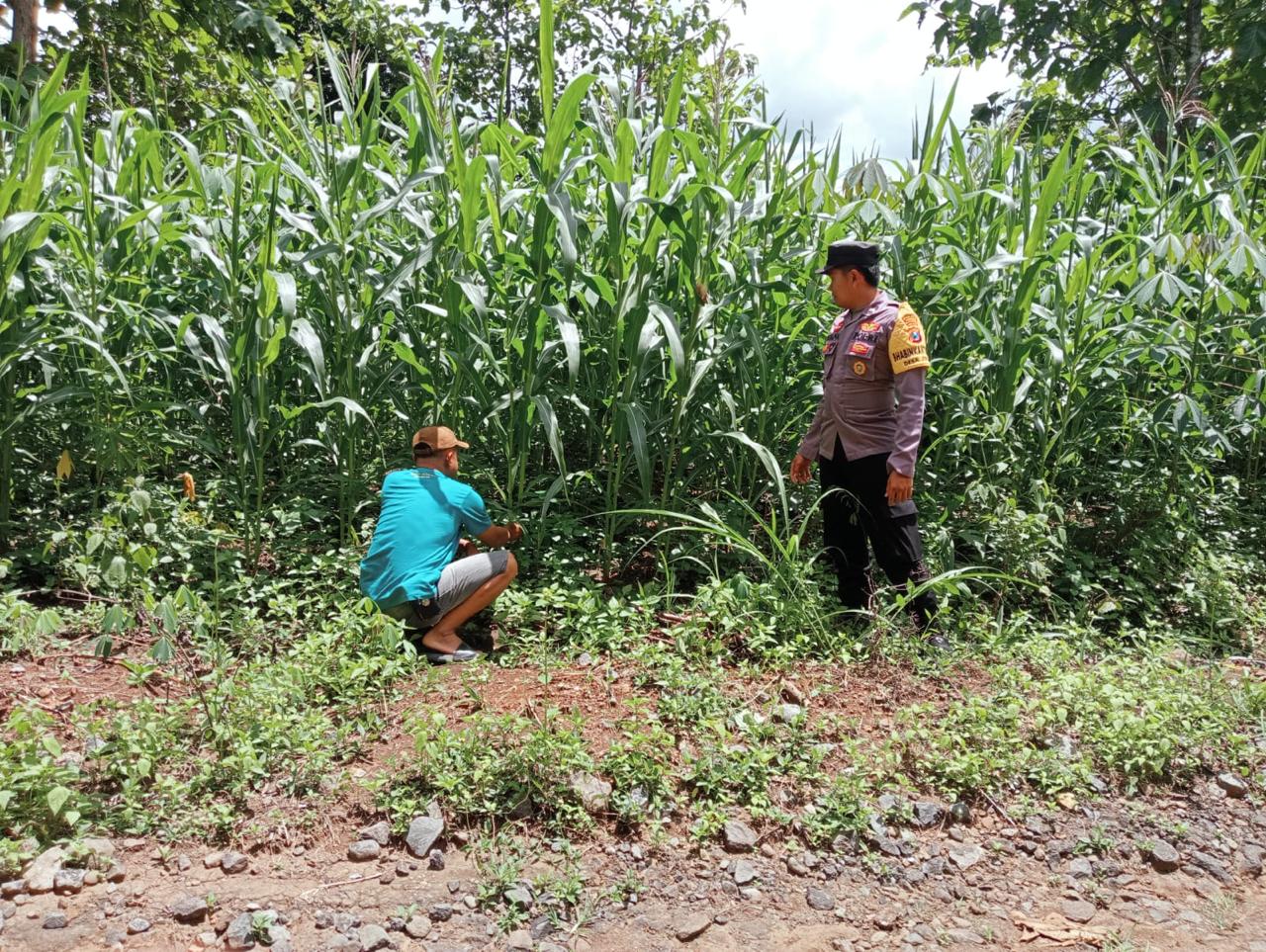 Bhabinkamtibmas Desa Jurug Monitoring Ketahanan Pangan Bersama Petani di Kecamatan Sooko