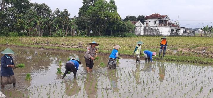 ‘Bhabinkamtibmas Desa Gombang Dampingi Warga Dukung Ketahanan Pangan Nasional
