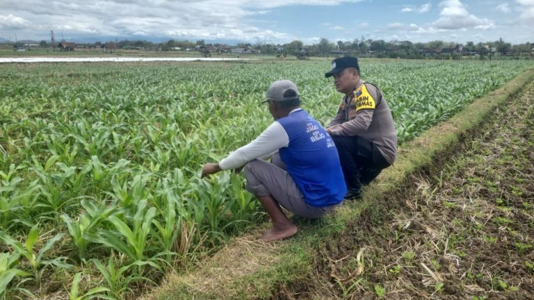 Polres Ponorogo Dukung Ketahanan Pangan, Polsek Sawoo Sambangi Petani Jagung