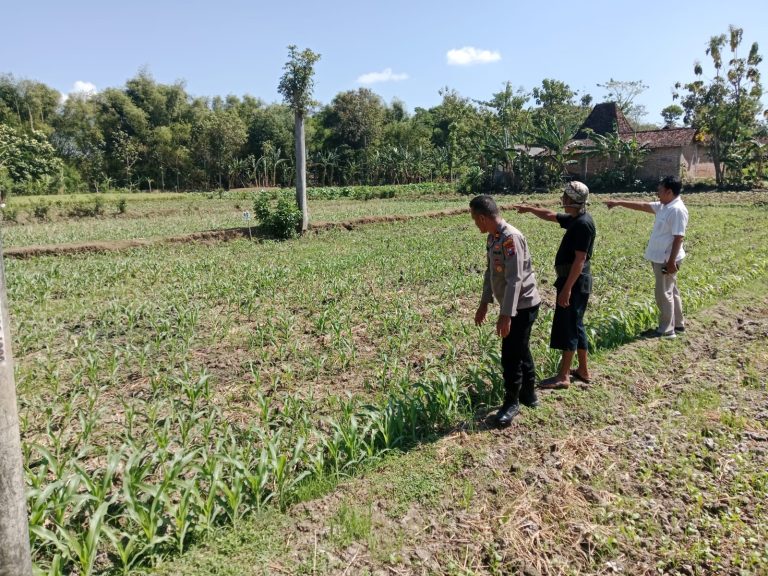 SAMBANG WARGA BINAAN, BHABINKAMTIBMAS PANTAU PERKEMBANGAN TANAMAN