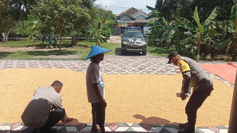 Polres Ponorogo Dukung Ketahanan Pangan, Polsek Sukorejo Monitoring Hasil Panen Jagung
