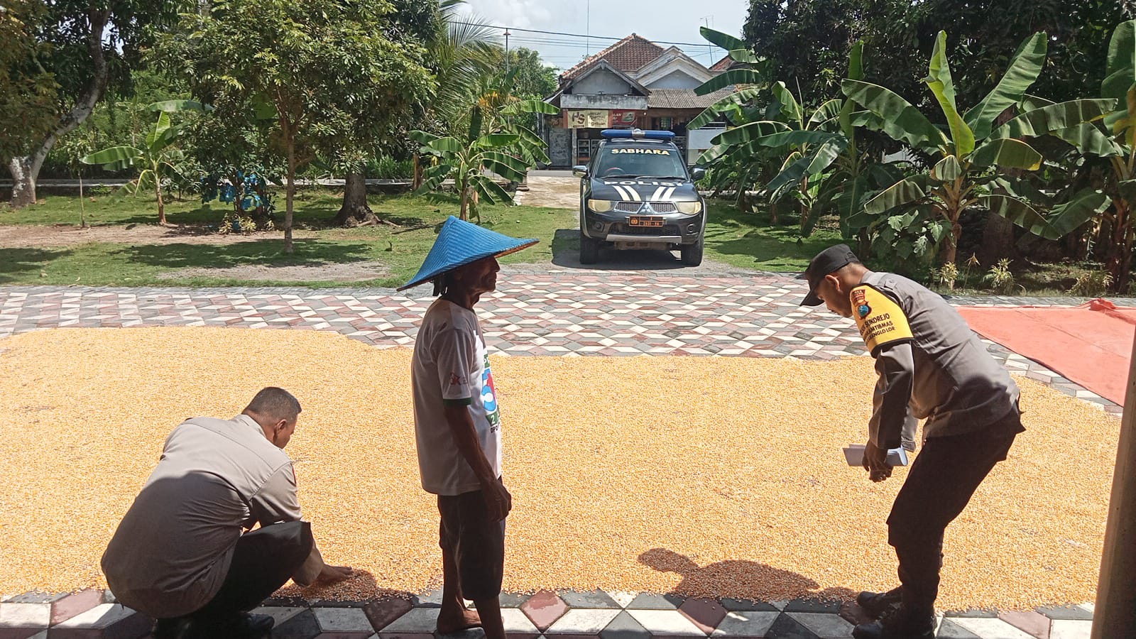 Polres Ponorogo Dukung Ketahanan Pangan, Polsek Sukorejo Monitoring Hasil Panen Jagung