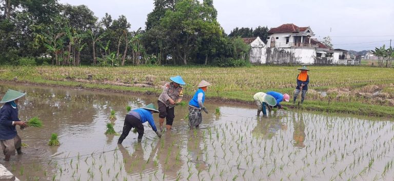 Sinergi Bhabinkamtibmas dan Petani Desa Gombang Perkuat Ketahanan Pangan