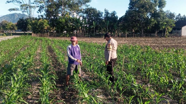 Bhabinkamtibmas Desa Grogol Monitoring Pekarangan Bergizi sebagai Wujud Dukungan Ketahanan Pangan