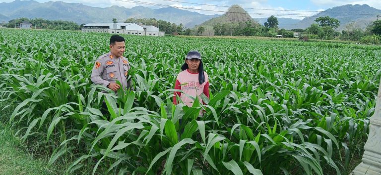 Polsek Slahung Intensifkan Pendampingan Petani Jagung untuk Perkuat Ketahanan Pangan