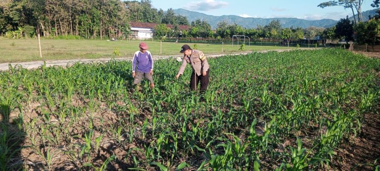 Bhabinkamtibmas Desa Gombang Aktif Dukung Ketahanan Pangan Melalui Sambang Warga
