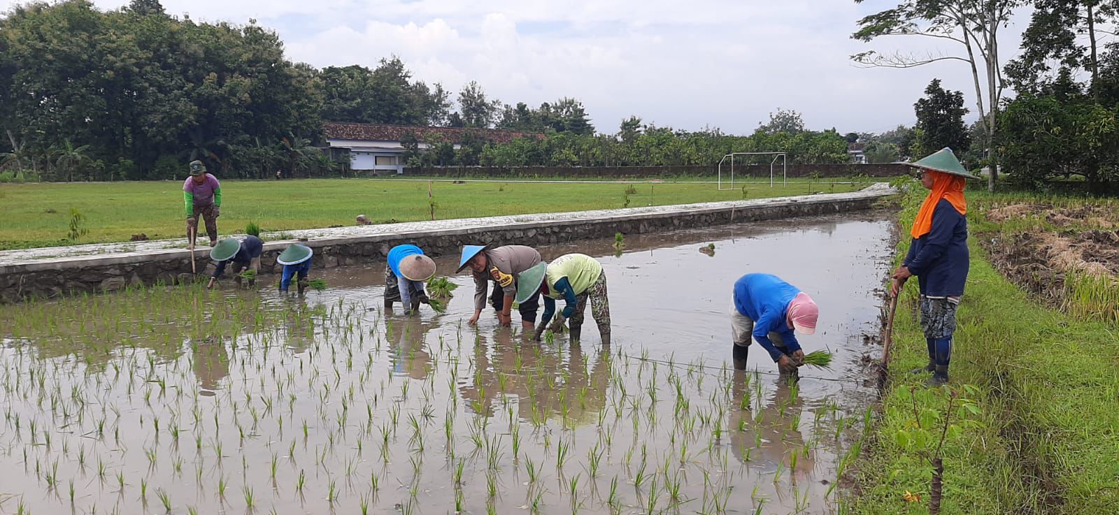 Bhabinkamtibmas Desa Gombang Aktif Dampingi Warga Dukung Ketahanan Pangan