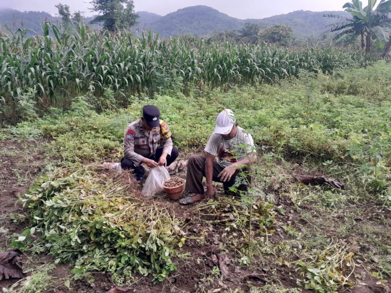 Bhabinkamtibmas Desa Bringinan Hadiri Panen Kacang Warga, Dukung Ketahanan Pangan