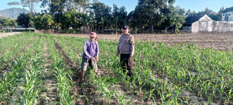 Bhabinkamtibmas Desa Gombang Polsek Slahung Ikuti Kegiatan Warga Menanam Jagung untuk Dukung Ketahanan Pangan