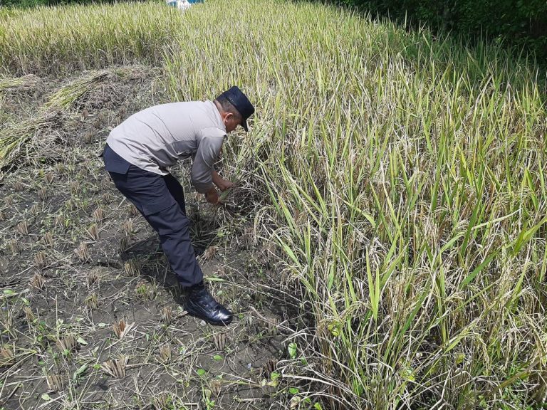Bhabinkamtibmas Desa Grogol Hadiri Panen Padi Warga sebagai Wujud Dukungan Ketahanan Pangan
