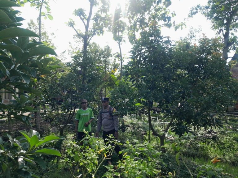 Bhabinkamtibmas Desa Bringinan Sambangi Kebun Warga Dukung Program Ketahanan Pangan