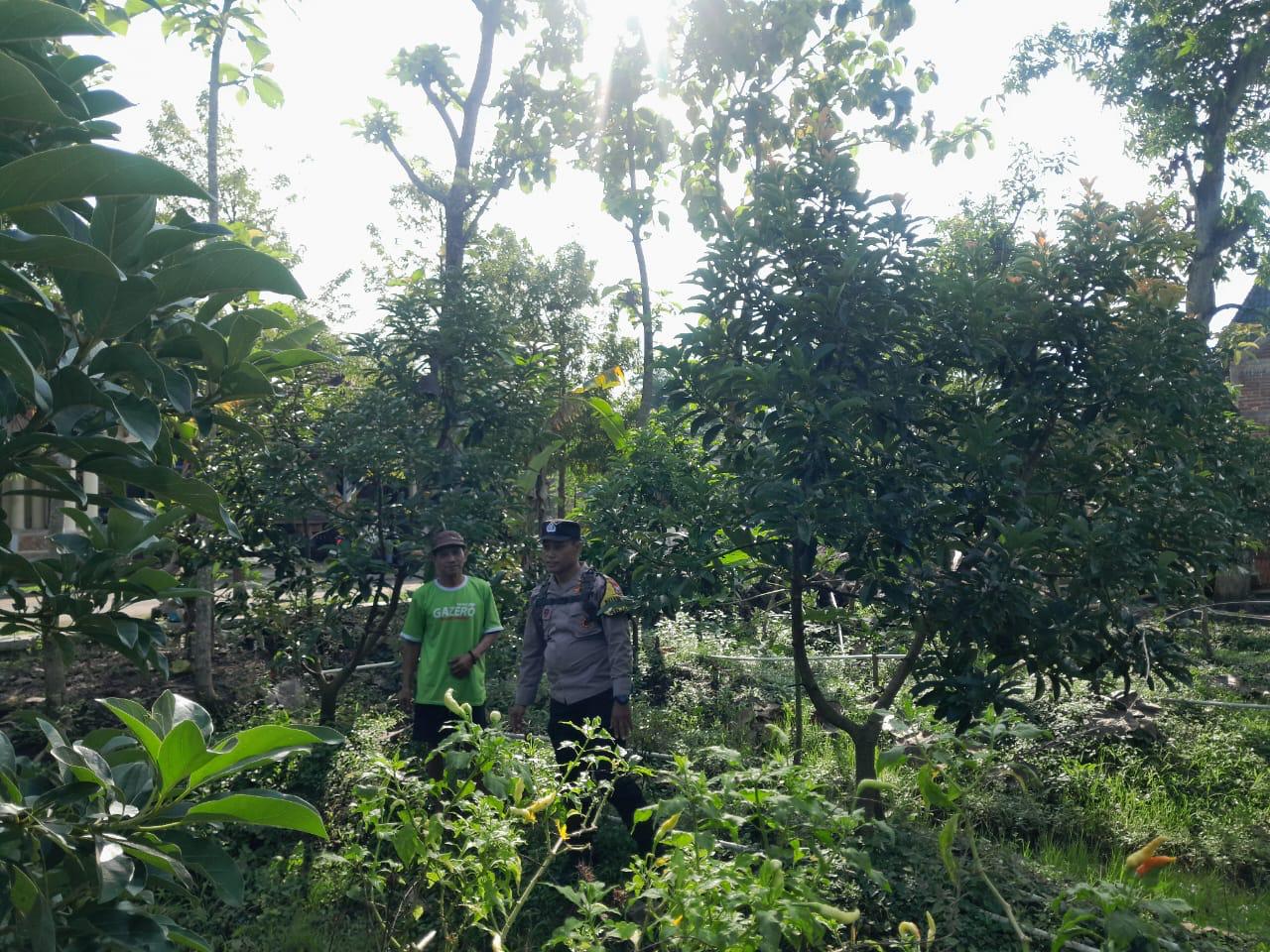 Bhabinkamtibmas Desa Bringinan Sambangi Kebun Warga Dukung Program Ketahanan Pangan