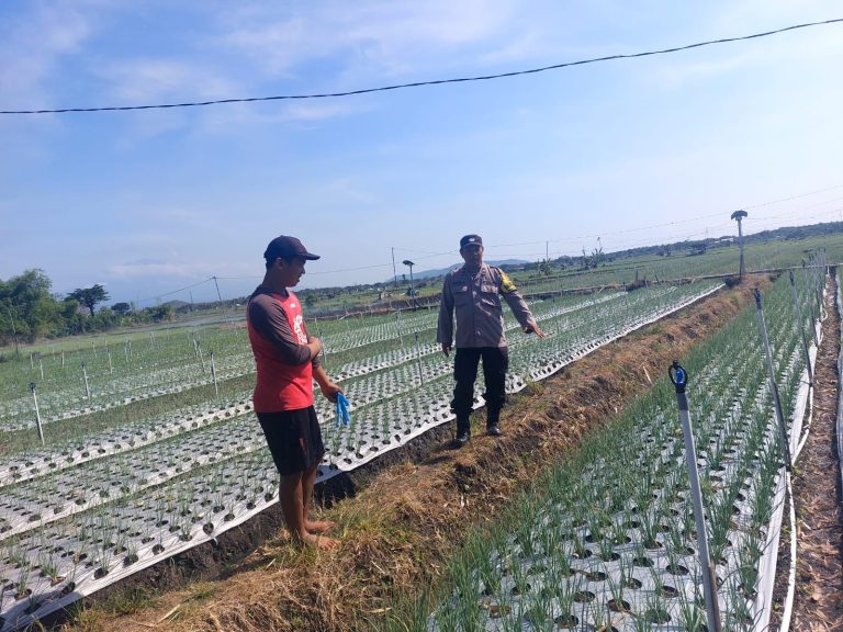 Bhabinkamtibmas Desa Prajegan Cek Lahan Bawang Merah Warga Wujudkan Sinergi Polri dan Petani