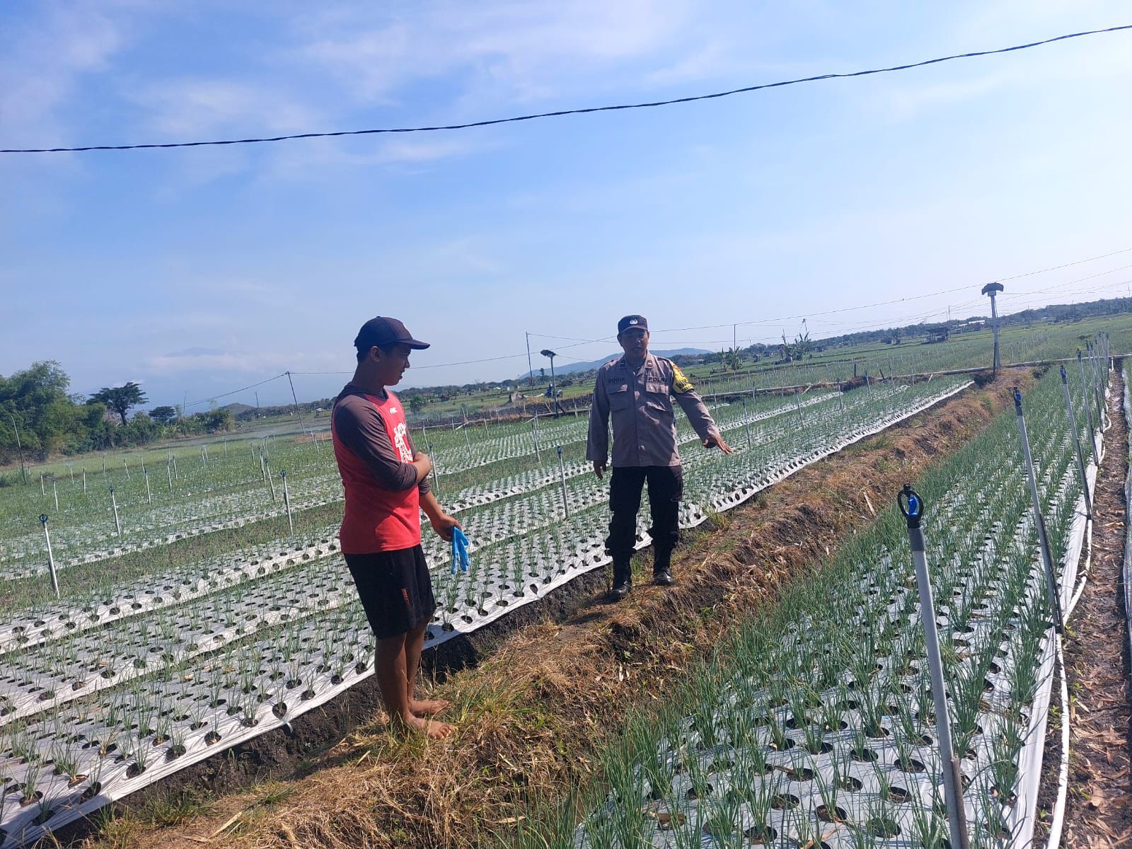 Bhabinkamtibmas Desa Prajegan Cek Lahan Bawang Merah Warga Wujudkan Sinergi Polri dan Petani