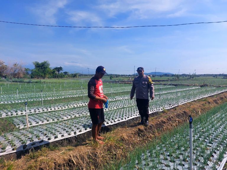 Turun ke Sawah, Bhabinkamtibmas Desa Prajegan Dukung Petani Jaga Produksi Pangan Desa