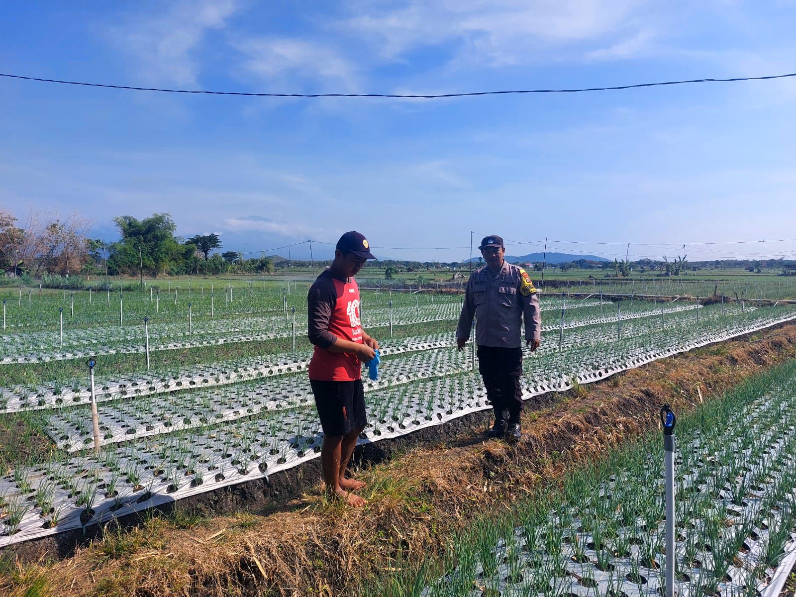 Turun ke Sawah, Bhabinkamtibmas Desa Prajegan Dukung Petani Jaga Produksi Pangan Desa