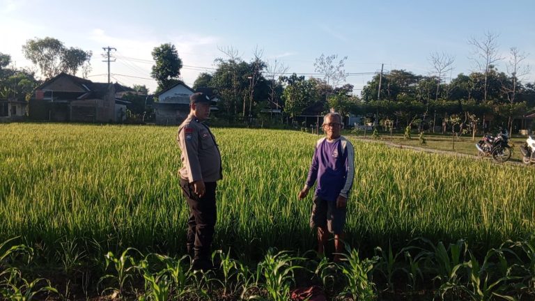 Bhabinkamtibmas Desa Gombang Sambangi Sawah Warga Dukung Ketahanan Pangan