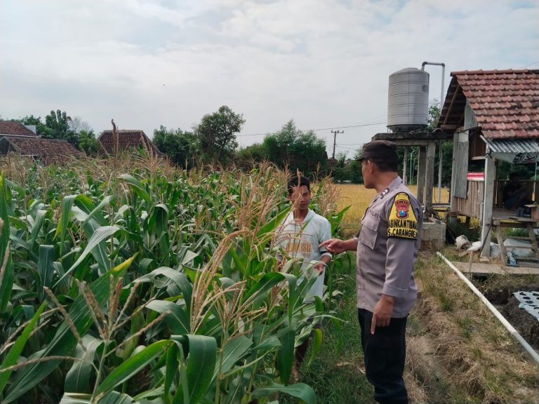 Bhabinkamtibmas Desa Carangrejo Cek Ladang Jagung Dukung Ketahanan Pangan