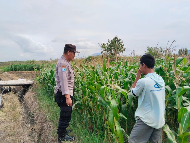 Dekat dengan Petani, Bhabinkamtibmas Carangrejo Pastikan Tanaman Jagung Tumbuh Optimal