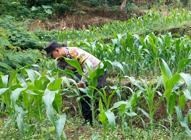 Sambangi Petani Desa Ngrogung, Bhabinkamtibmas Berikan Dukungan Pengelolaan Lahan Produktif