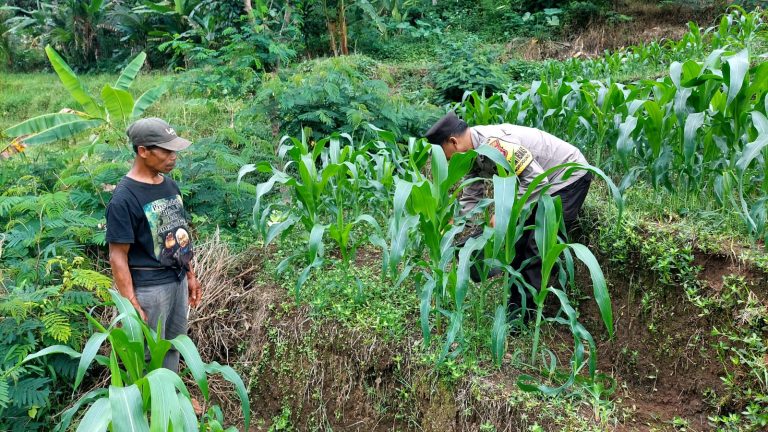 Bhabinkamtibmas Desa Ngrogung Monitoring Pertumbuhan Tanaman Padi Milik Warga