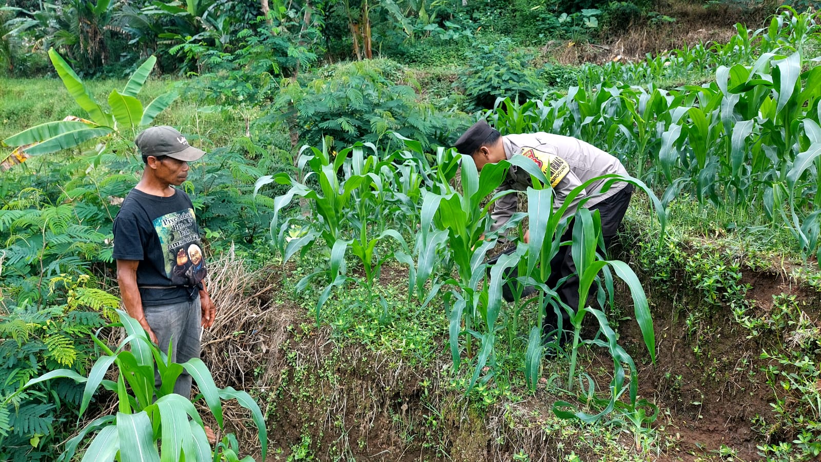 Bhabinkamtibmas Desa Ngrogung Monitoring Pertumbuhan Tanaman Padi Milik Warga