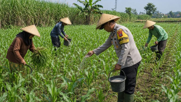 Pak Bhabin Penggerak Ketahanan Pangan, Dampingi Petani Jagung di Kota Malang