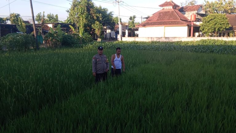 Bhabinkamtibmas Desa Gombang Tinjau Lahan Pertanian Warga Dukung Ketahanan Pangan