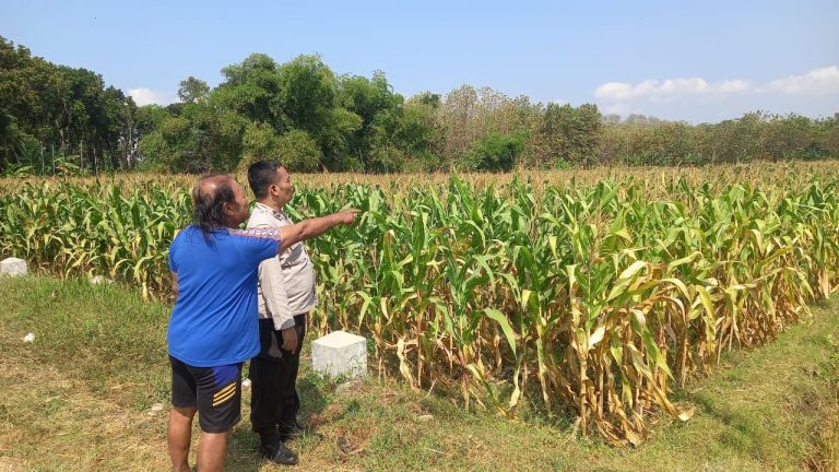 Polsek Sukorejo Perkuat Pendampingan Pertanian di Desa Kedungbanteng
