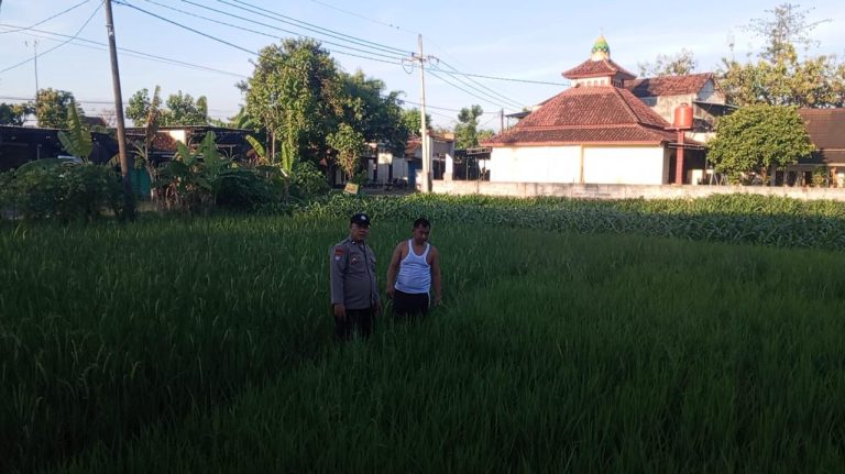 Bhabinkamtibmas Desa Gombang Sambangi Sawah Warga, Dukung Produktivitas Tanaman Padi