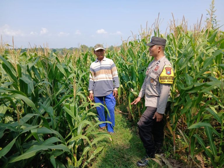 Bhabinkamtibmas Desa Jenangan Tinjau Kebun Jagung Warga, Dukung Ketahanan Pangan Desa