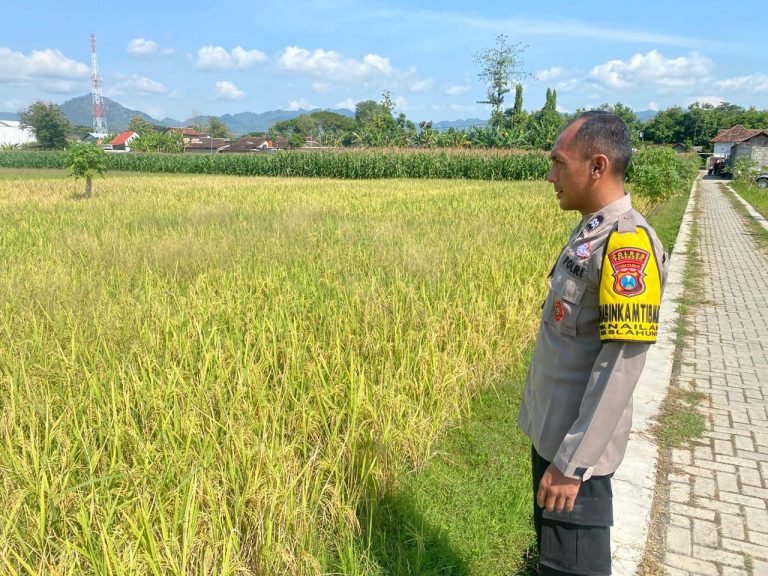 Monitoring Tanaman Padi, Bhabinkamtibmas Desa Nailan Hadir Dukung Semangat Petani