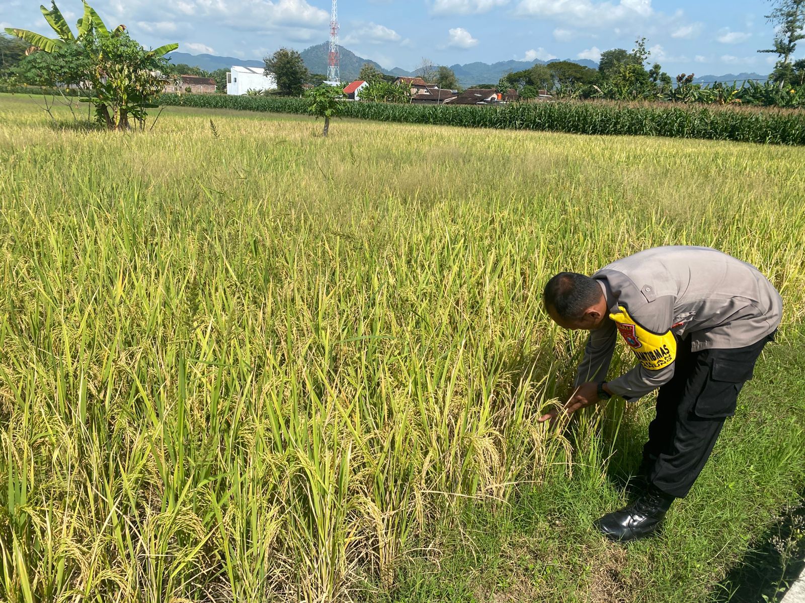 Bhabinkamtibmas Desa Nailan Tinjau Sawah Warga Dukung Ketahanan Pangan