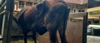 Polres Lumajang Amankan Tersangka Penadah Sapi Curian dan Senpi Rakitan