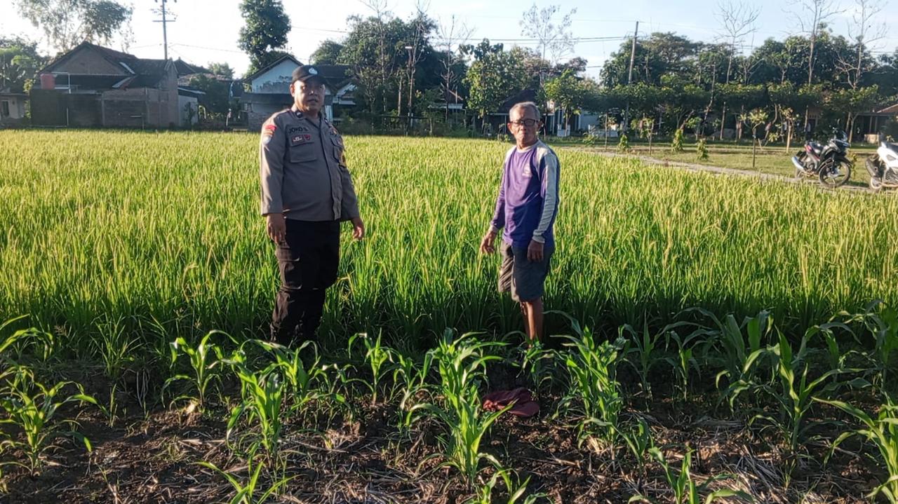 Bhabinkamtibmas Desa Gombang Tingkatkan Pemantauan Lahan Padi Warga Demi Ketahanan Pangan