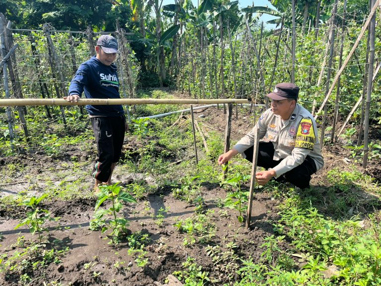 Bhabinkamtibmas Desa Joresan Pantau Perkebunan Cabai Warga, Dukung Ketahanan Pangan