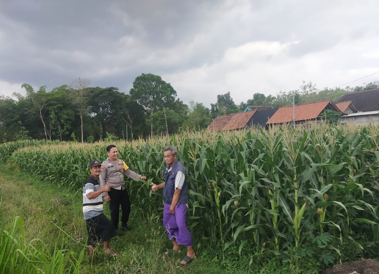 Bhabinkamtibmas Desa Joresan Lakukan Pemantauan Tanaman Jagung Warga, Dukung Ketahanan Pangan