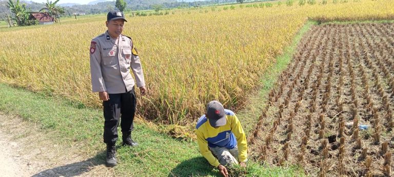 Bhabinkamtibmas Desa Kambeng Sambangi Petani Saat Panen Padi, Wujud Dukungan Ketahanan Pangan