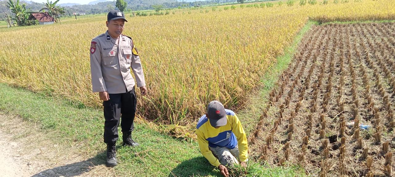 Bhabinkamtibmas Desa Kambeng Sambangi Petani Saat Panen Padi, Wujud Dukungan Ketahanan Pangan